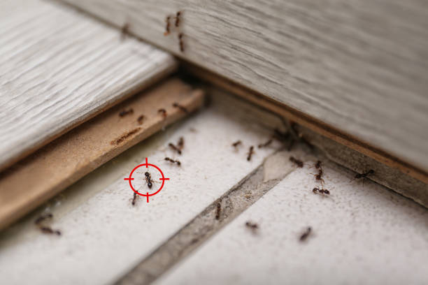Best Mosquito Control Services  in St Charles, IL