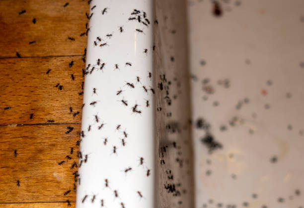 Best Best Pest Control Companies  in St Charles, IL