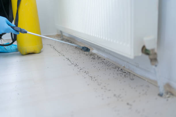 Flea Control Services in St Charles, IL