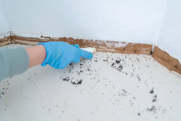 Best Insect Control  in St Charles, IL